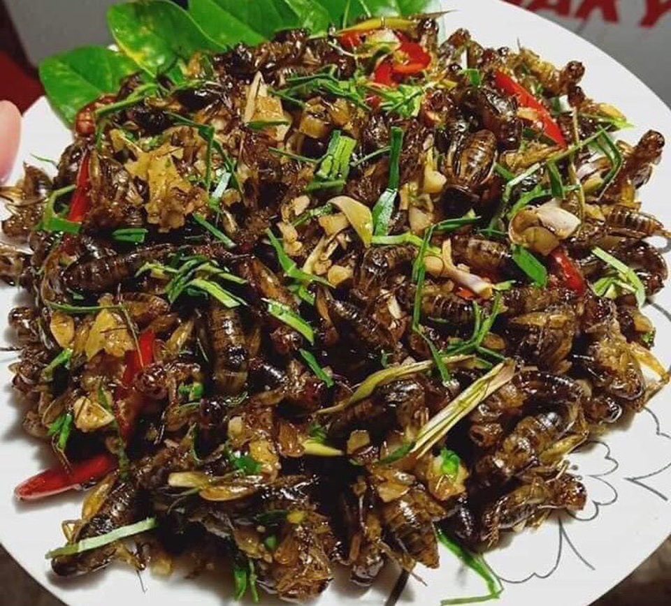 Món lạ dế mèn rang lá chanh, gom 3 ngày mới đủ 1 bữa - 1 Món lạ dế mèn rang lá chanh, gom 3 ngày mới đủ 1 bữa - 1