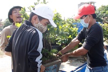 Mai vàng Bình Định “Nam tiến” đón Tết sớm