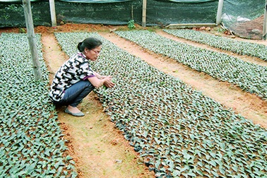 Quảng Long (Hải Hà): Doanh nghiệp hỗ trợ người dân trồng chè