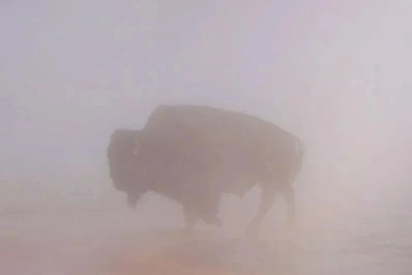 Bò rừng sảy chân rơi vào suối nước nóng gần 100 độ C và bị luộc chín