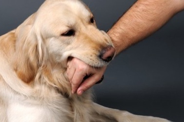 Trong một tuần, 2 trẻ tử vong vì chó dại cắn