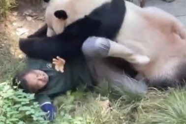 Gấu trúc "lên cơn", dữ dội tấn công nhân viên vườn thú