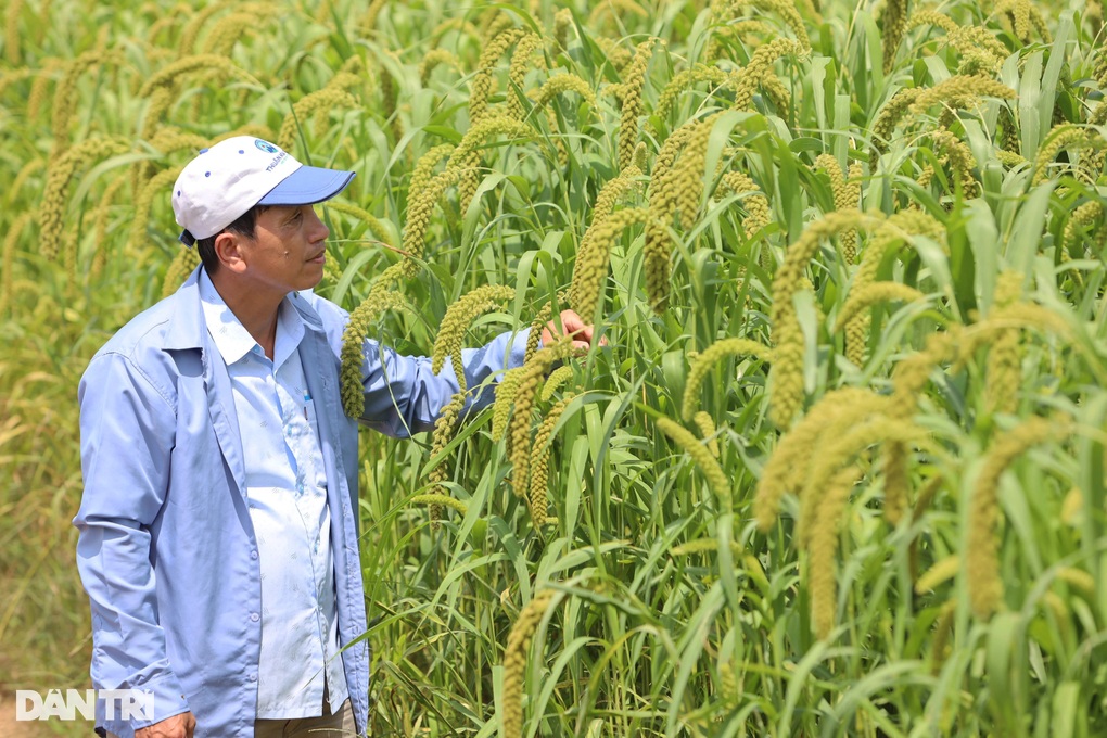 Nông dân Huế phấn khởi vì loại ngũ cốc vàng - 2 Nông dân Huế phấn khởi vì loại ngũ cốc vàng - 2