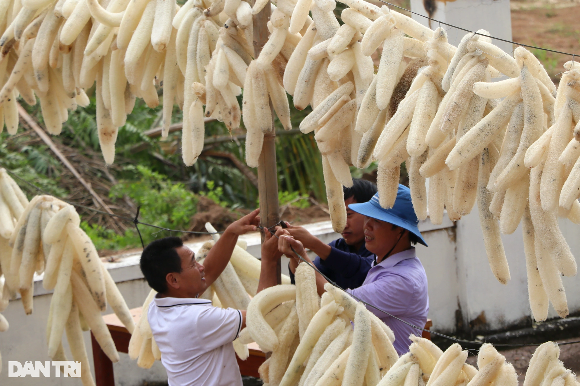 Trồng mướp, treo quả thật già, nông dân được đặt mua cả vườn - 9