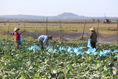 Bị Covid-19 "quần thảo", nông dân Gia Lai lao đao vì hoa màu vụ Tết rớt giá
