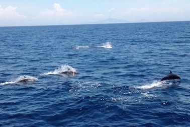 Video đàn cá heo nhảy múa theo tàu Cảnh sát biển Việt Nam