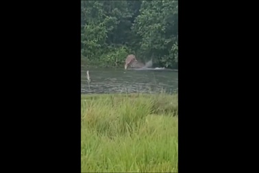 Hổ ẩn nấp trong bụi rậm lao ra cắn chết nai đang bơi qua sông