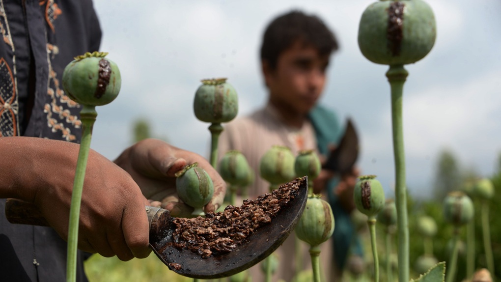 Diện tích cây thuốc phiện giảm 95% ở Afghanistan sau khi Taliban nắm quyền - 1 Diện tích cây thuốc phiện giảm 95% ở Afghanistan sau khi Taliban nắm quyền - 1