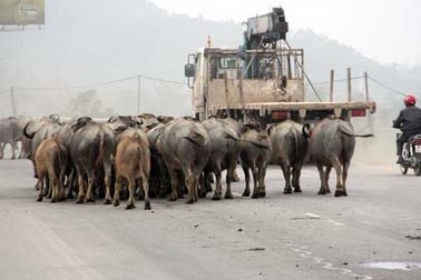 Làm thế nào để an toàn với súc vật trên đường?