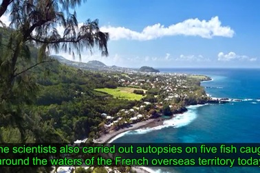 Phát hiện bàn tay đeo nhẫn của du khách mất tích trong bụng cá mập