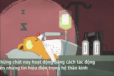 Chất gây mê khiến chúng ta không cảm thấy đau khi phẫu thuật như thế nào?