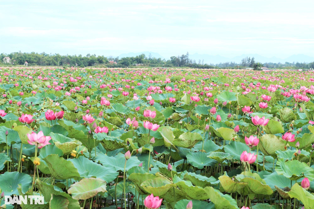 Đẹp ngỡ ngàng những cánh đồng sen gần phố cổ Hội An - 1 Đẹp ngỡ ngàng những cánh đồng sen gần phố cổ Hội An - 1