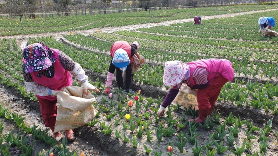 Nhổ 1 triệu bông hoa tulip để ngăn khách đến tham quan - 1 Nhổ 1 triệu bông hoa tulip để ngăn khách đến tham quan - 1