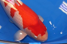 Cận cảnh chú cá Koi đắt nhất thế giới giá 42 tỷ đồng