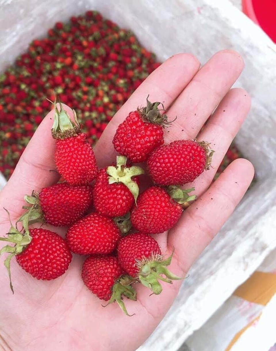 Năm chỉ có một lần, loại quả rừng đỏ au đổ về Hà Nội - 1 Năm chỉ có một lần, loại quả rừng đỏ au đổ về Hà Nội - 1