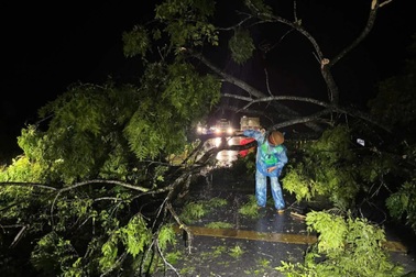Người đàn ông bị cành phượng đè tử vong khi đưa bò về để tránh mưa