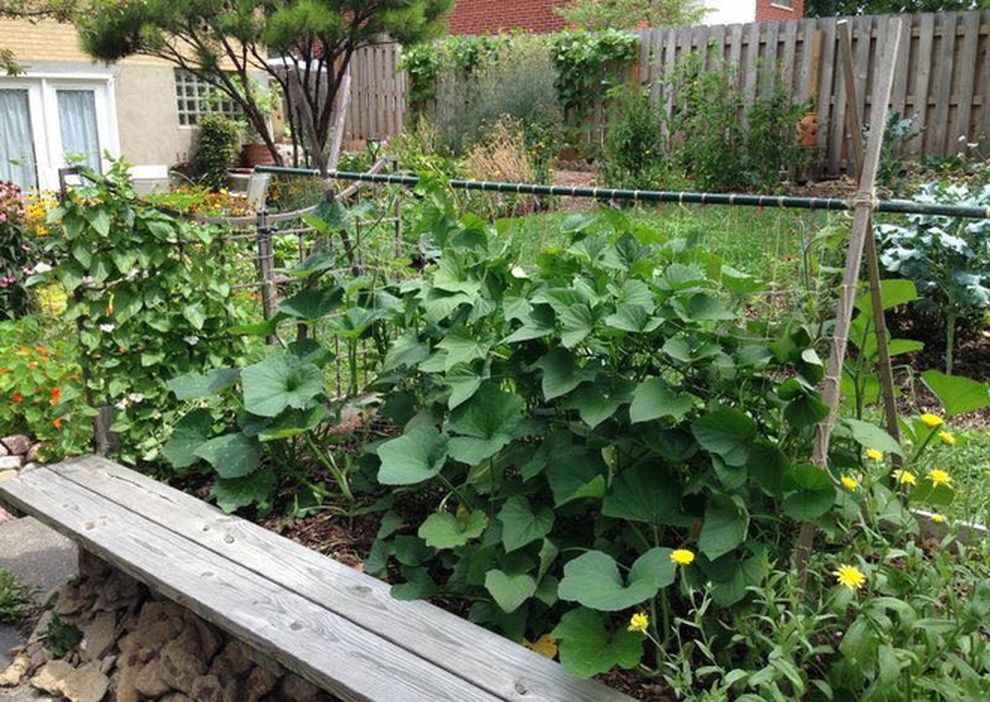 Nữ giáo viên nghỉ việc, làm vườn rau trái sạch chữa bệnh cho gia đình - 11 Nữ giáo viên nghỉ việc, làm vườn rau trái sạch chữa bệnh cho gia đình - 11