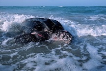 Rùa biển phát triển mạnh nhờ các biện pháp hạn chế Covid-19