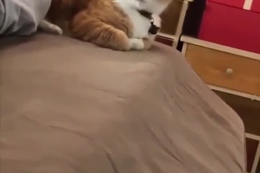 Cười nghiêng ngả với những tác dụng ít ai ngờ khi nuôi mèo