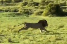 Hài hước những khoảnh khắc sư tử đực tẽn tò khi săn hụt con mồi