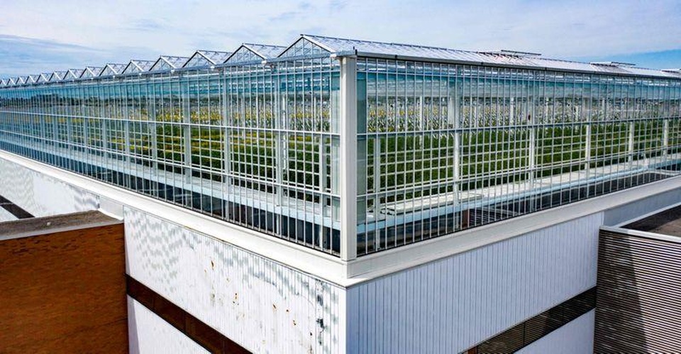 Choáng vườn sân thượng rộng bằng 3 sân bóng, cung cấp cả tấn rau mỗi tuần - 2 Choáng vườn sân thượng rộng bằng 3 sân bóng, cung cấp cả tấn rau mỗi tuần - 2