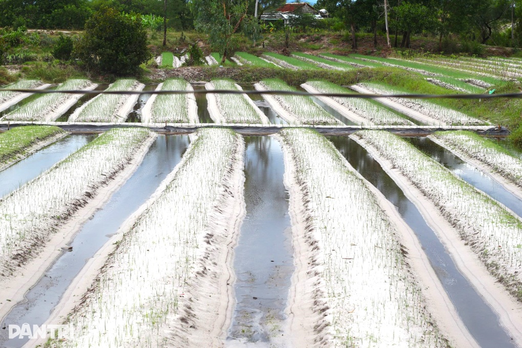 Các làng rau ở Hội An tan hoang sau mưa lớn - 4 Các làng rau ở Hội An tan hoang sau mưa lớn - 4