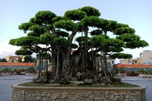 Cây sanh cổ 450 tỷ đồng, báu vật để đời hay đại gia "chém gió"?