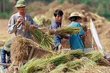 Philippines chào mua 500.000 tấn gạo