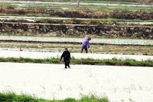 Mưa lụt khác thường nhấn chìm hàng trăm ha lúa mới gieo sạ