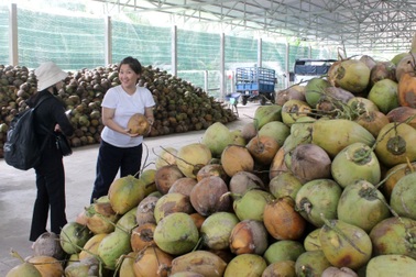 Giá nông sản hôm nay 15/9: Hàng loạt trái cây miền Tây giảm giá sâu