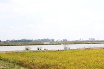 Đua nhau đổ muối, khoan giếng để… nuôi tôm trên vùng nước ngọt