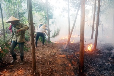 Hơn 300 người căng mình chữa cháy rừng thông