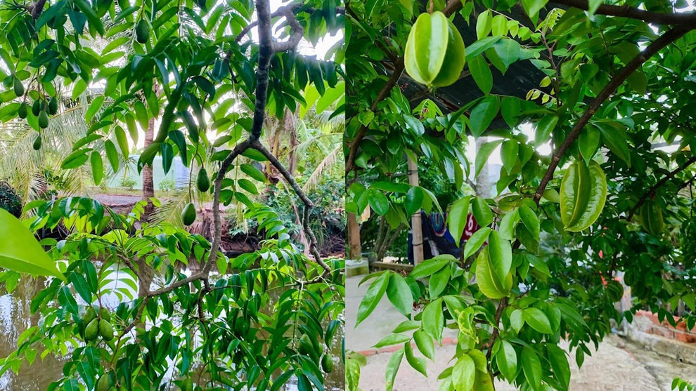 Gia đình cải tạo đất cằn thành chốn nghỉ dưỡng với vườn trĩu quả, ao đầy cá - 8