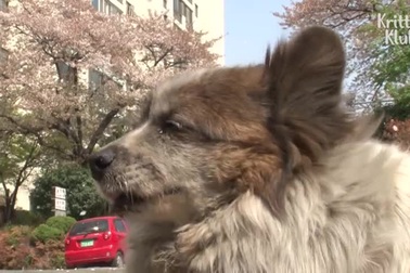 Chú chó trung thành đợi chủ suốt 10 năm