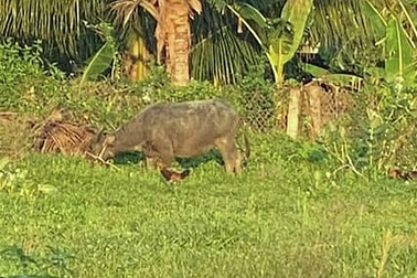 20 giờ vây bắt con trâu nặng hơn 250kg húc người đi đường ở Bình Thuận