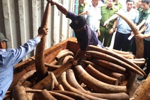 Hàng trăm khúc ngà voi nặng hơn 2 tấn giấu tinh vi trong lô gỗ “đục rỗng ruột”