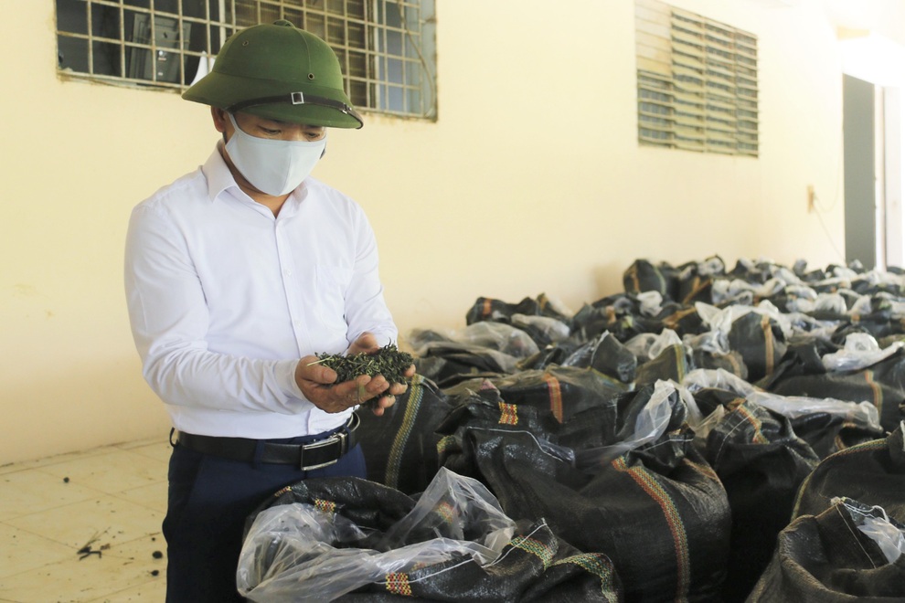 Loài cây đưa người dân vùng biên thoát nghèo vẫn ổn định trong dịch - 2 Loài cây đưa người dân vùng biên thoát nghèo vẫn ổn định trong dịch - 2