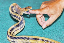 Loài rắn cực kỳ hung dữ, nhưng có ích cho nhà nông