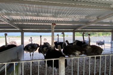 Lão nông thu gần 3 tỷ đồng/năm từ trại đà điểu "độc nhất" miền cát