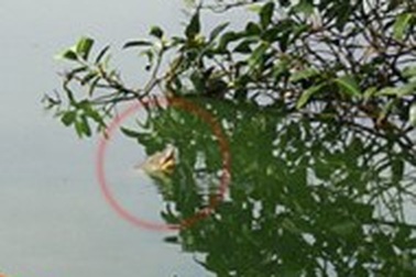 “Cụ” rùa hồ Gươm nổi sau trận mưa lịch sử