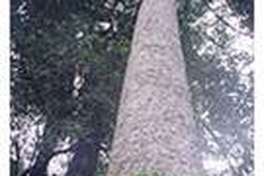 Phát hiện quần thể Dầu rái quý hiếm 