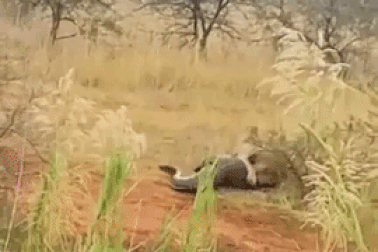 Bầy sư tử tuyệt vọng nhìn con mồi lững thững bỏ đi