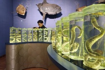 Bộ mẫu vật rắn biển lớn nhất Việt Nam và những điều bí ẩn