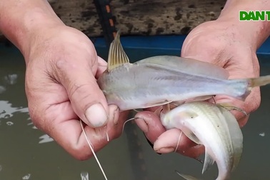 Dị nhân miền Tây, tay không bắt cá, bắt con nào dính con đó