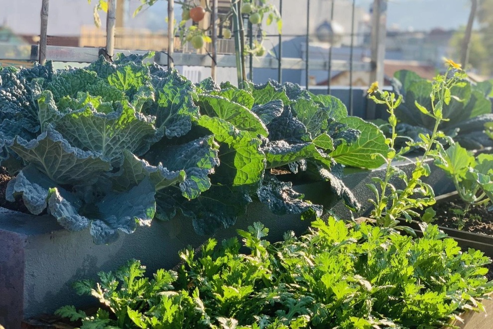 Mẹ đảm Sơn La chia sẻ bí quyết làm vườn sân thượng bội thu, đẹp như tranh - 5 Mẹ đảm Sơn La chia sẻ bí quyết làm vườn sân thượng bội thu, đẹp như tranh - 5