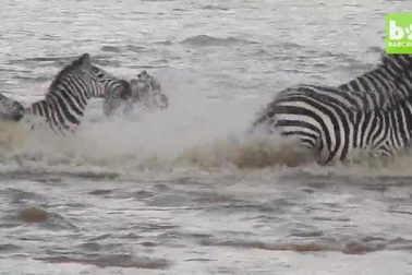 Ngựa vằn bị đàn cá sấu hung tợn xé xác trên khúc sông tử thần