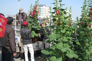 Hối hả mang xuân về nhà