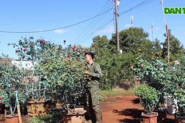 Cận cảnh vườn hồng của chàng trai 9X khoe sắc trên phố núi