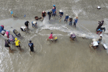 Ngư dân hợp sức đi giật lùi kéo mẻ cá kỷ lục nặng 4 tấn