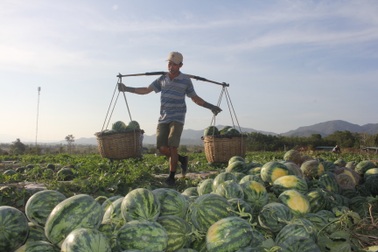 Thăng trầm đời "phu gánh dưa" trên vùng chảo lửa